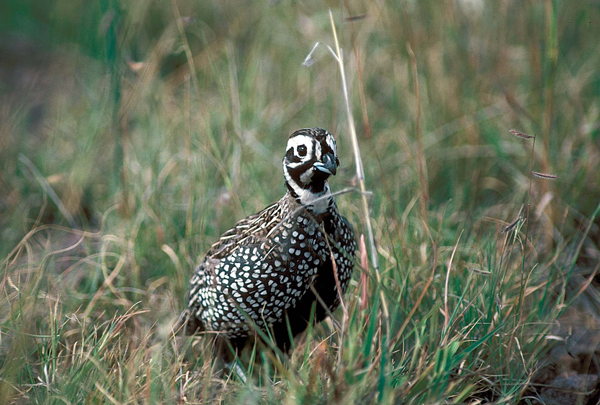 montezuma quail bird