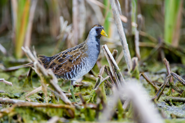 Sora rail bird