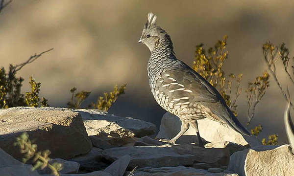 Scaled quail bird in West Texas