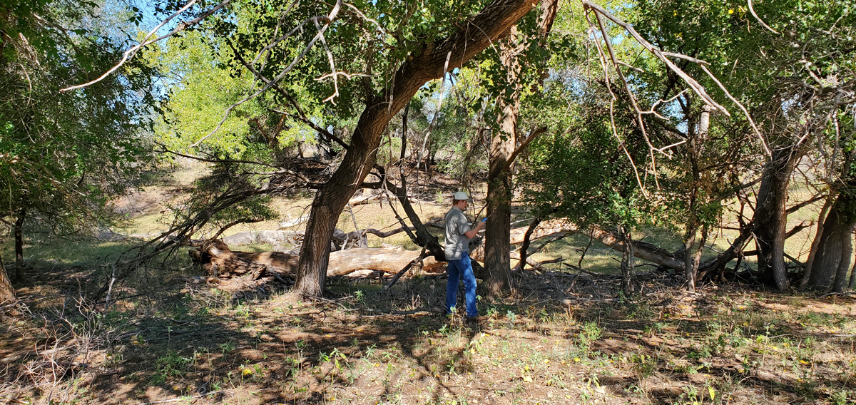 turkey roosting site example