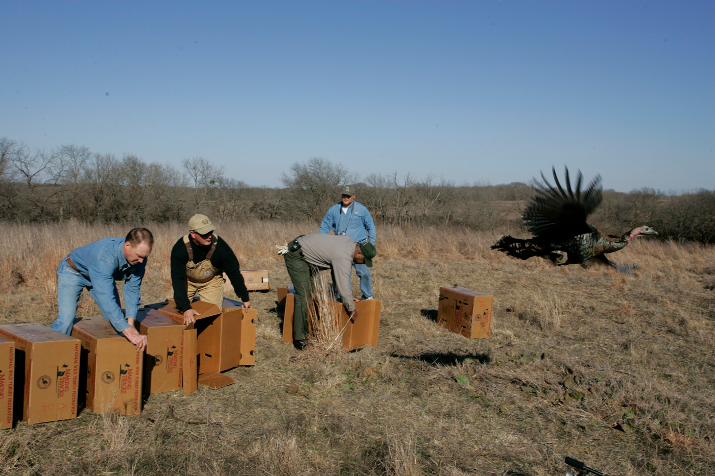 Turkey release into habitat