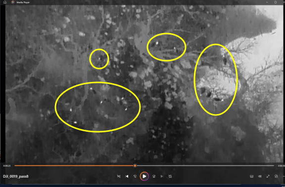 UAV thermal imagery surveying wild turkey populations