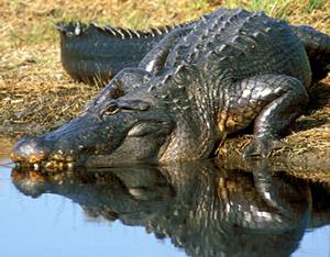 How Many Alligators in Texas?