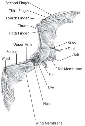 Diagram of bat anatomy.