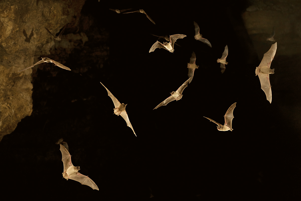 Feature image of Eckert James River Bat Cave Preserve