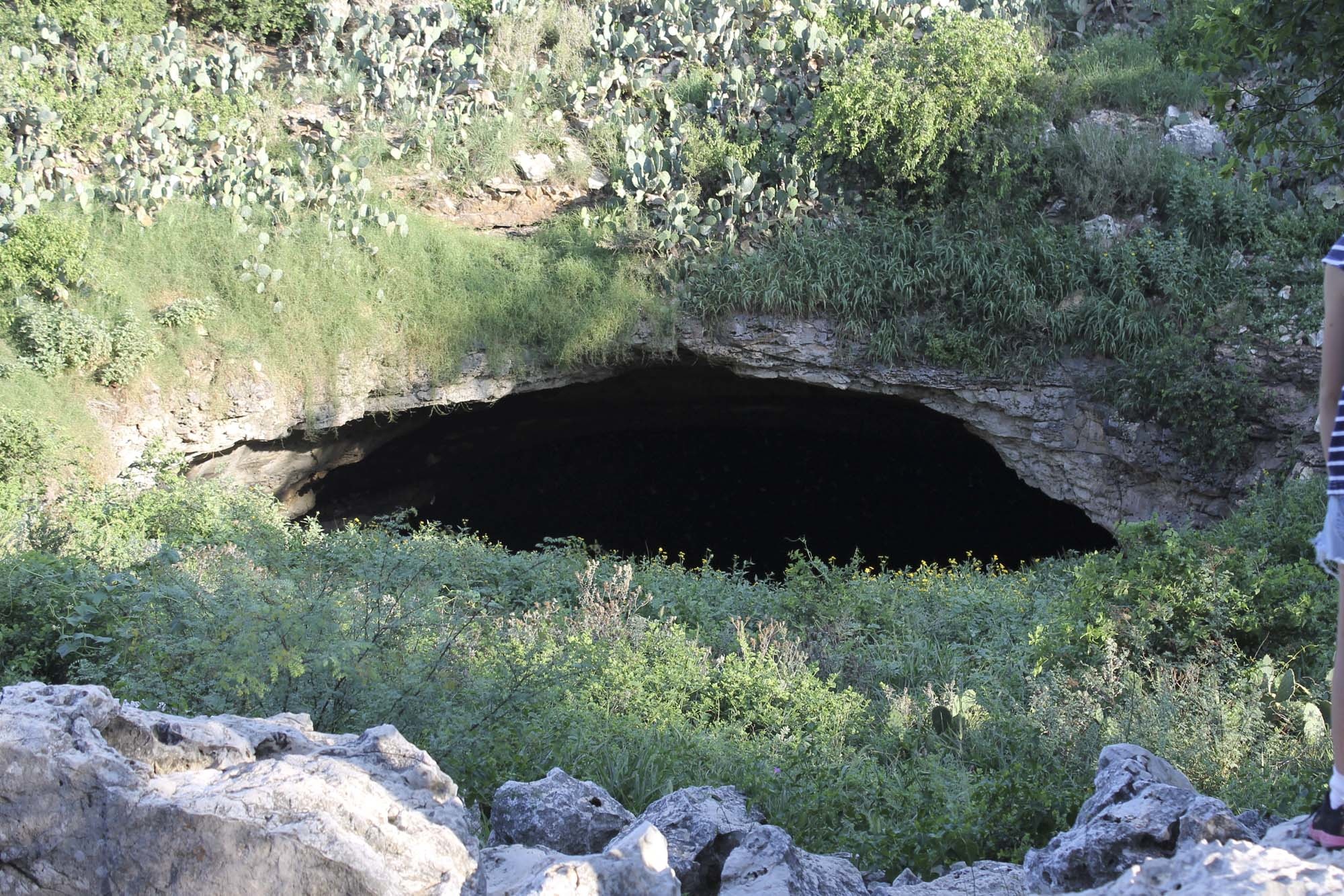 Feature image of Bracken Cave Preserve