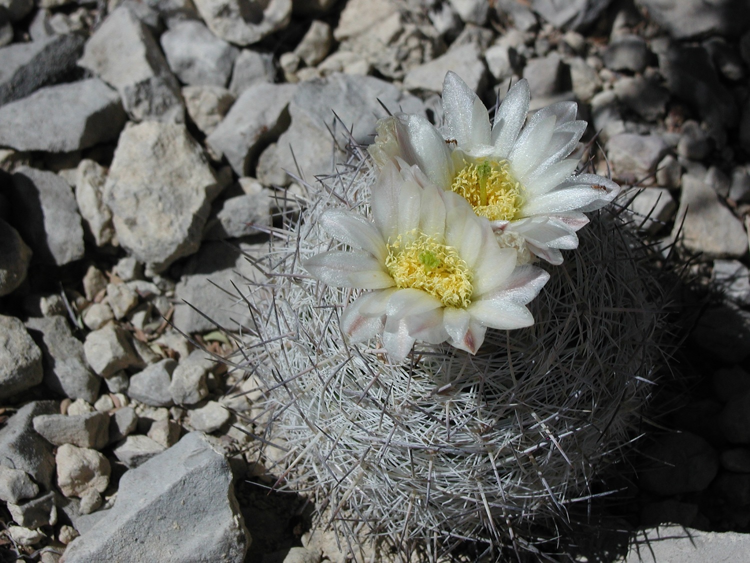 Lloyds Mariposa Cactus Federal State Listed Plants Of Texas - 