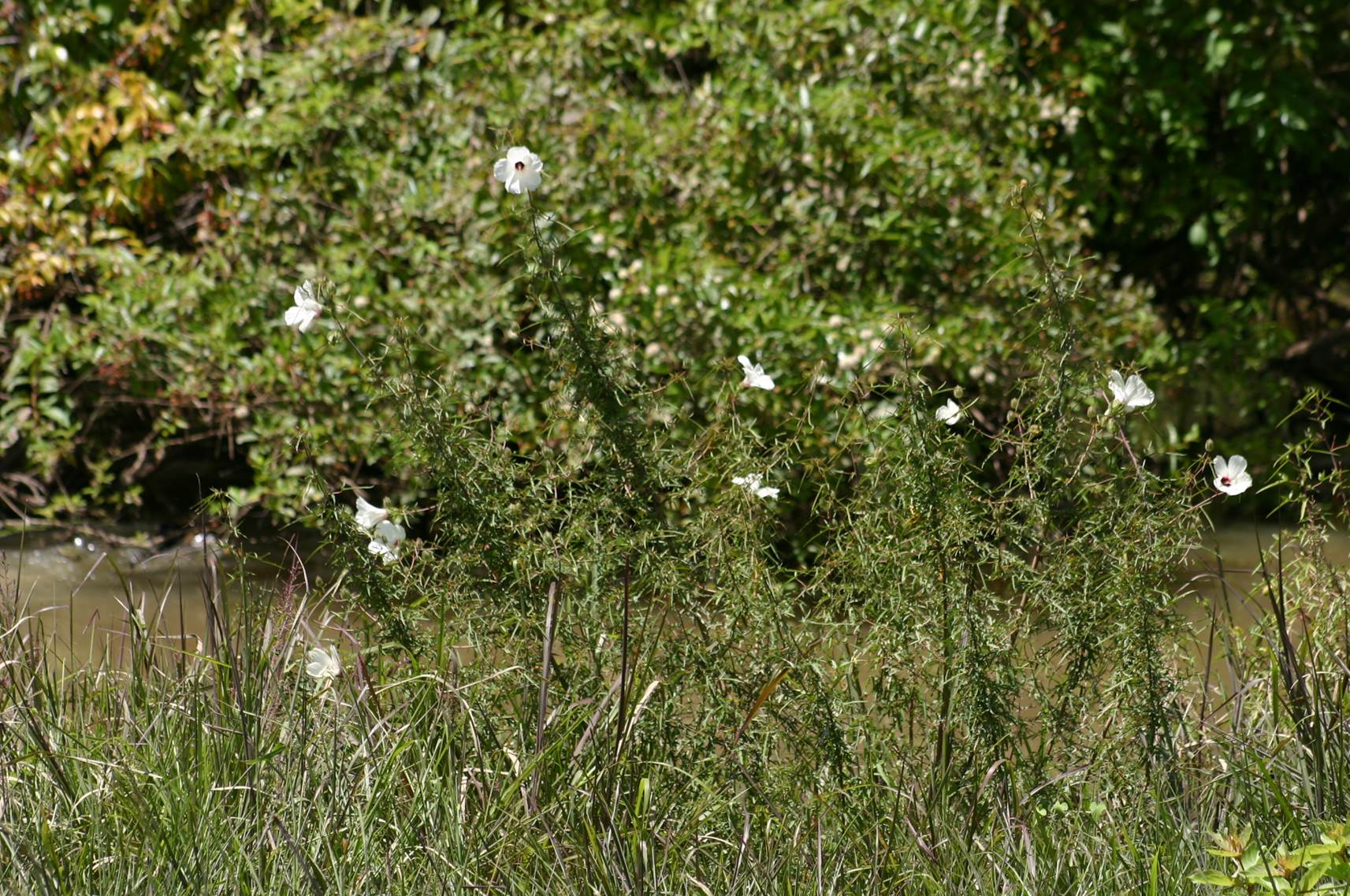 Pint Plant Neches River Rosemallow Hibiscus dasycalyx 