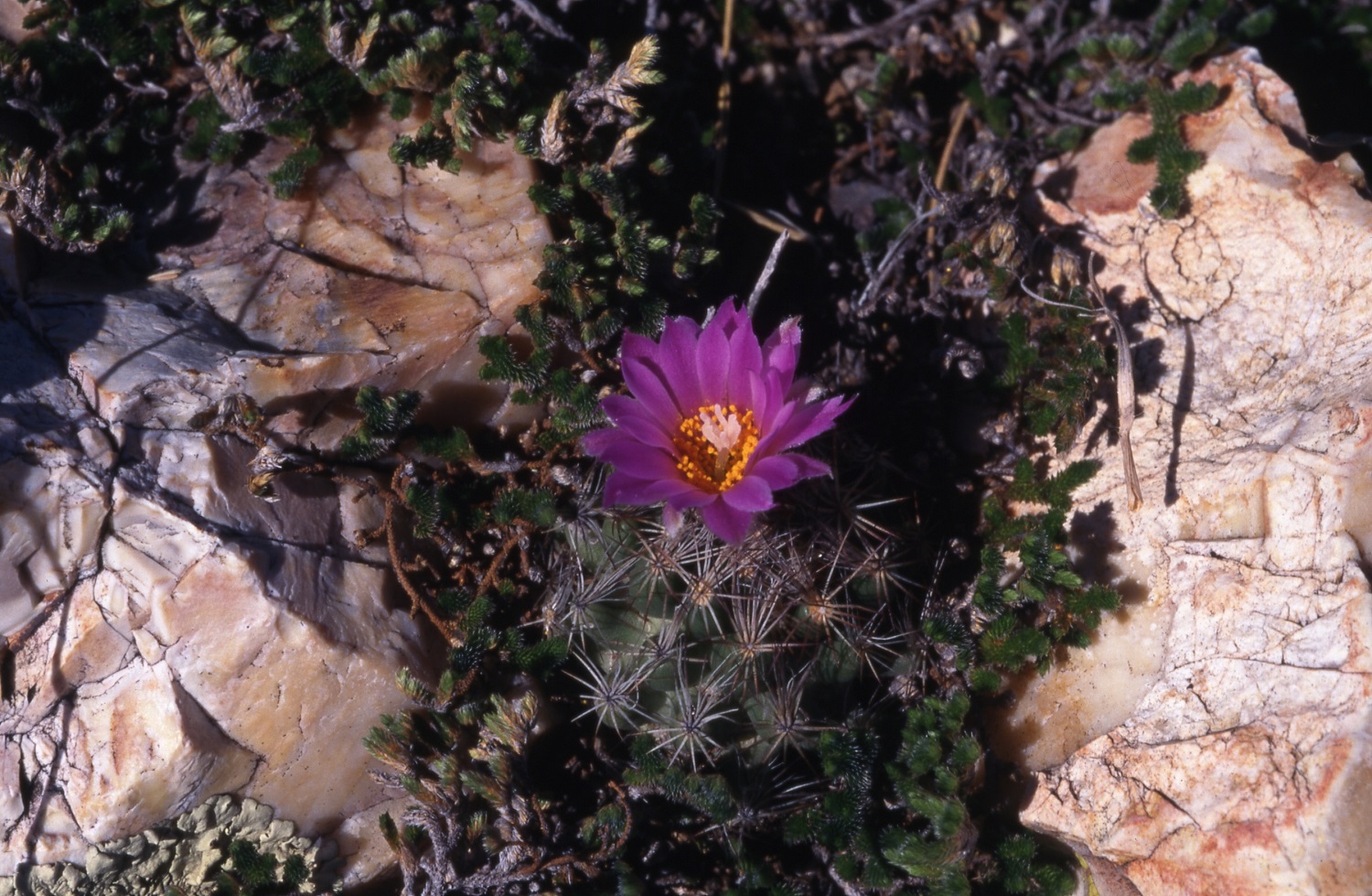 Nellie S Cory Cactus Federal State Listed Plants Of Texas