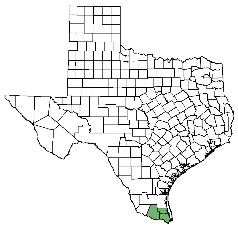 Distribution map of Texas ayenia