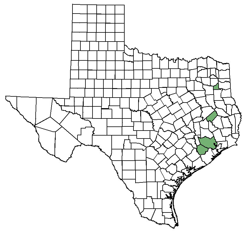 Distribution map of Texas prairie dawn