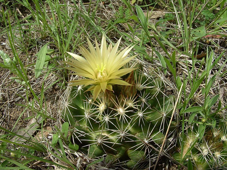 https://tpwd.texas.gov/huntwild/wild/wildlife_diversity/nongame/listed-species/plants/images/tobusch_fishhook_cactus/_Coryphantha%20sulcata_BCarr.jpg