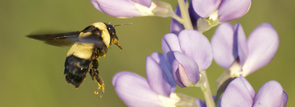 Native Pollinators Private Lands Bumble Bee Conservation In Texas