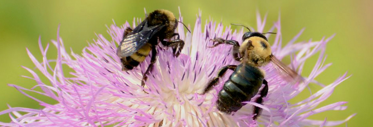 Western bumble bee's nest discovered