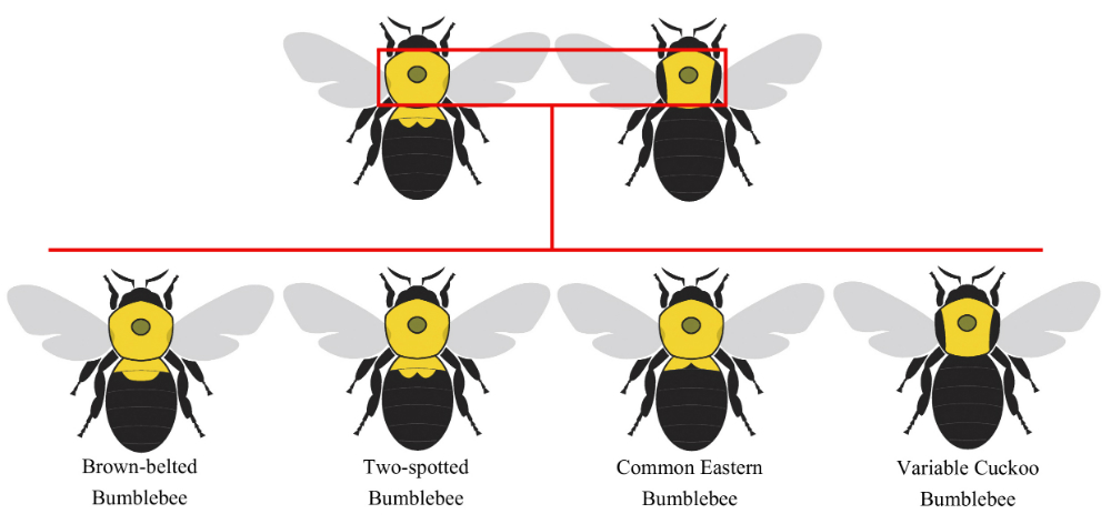 Size L Bee Bumble Bee Bees Pack of 8 Tagless Label 