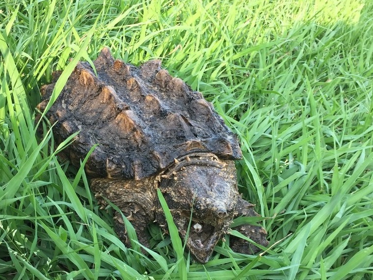 Front profile of an alligator snapping turtle