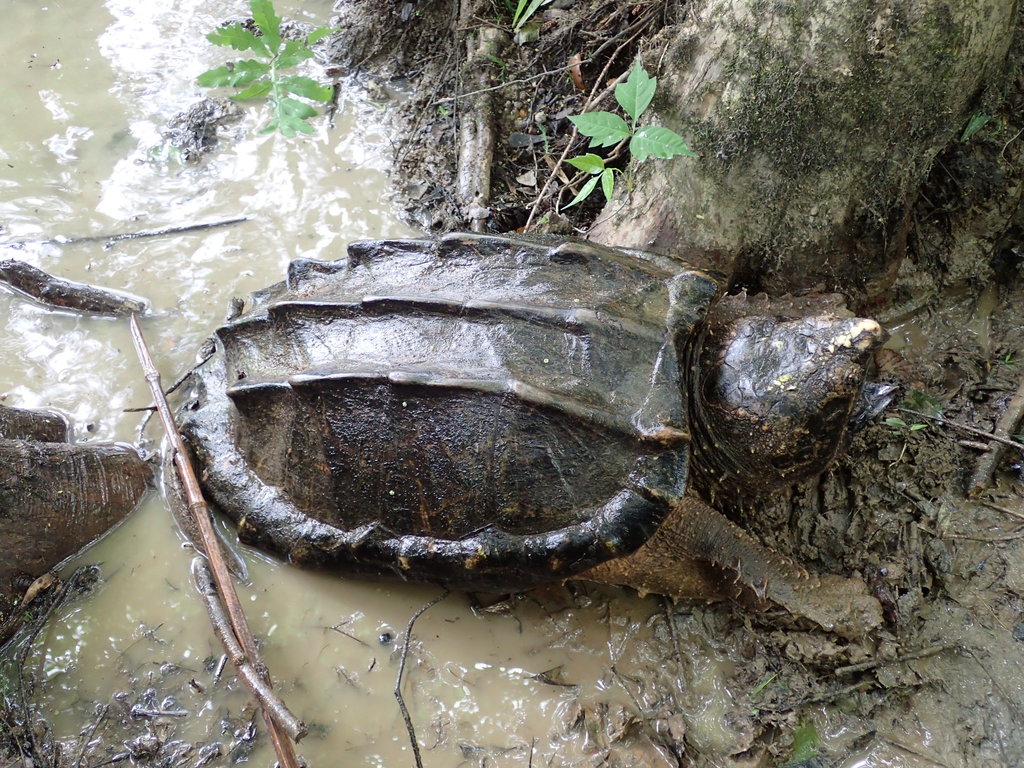 alligator snapping turtle vs common snapping turtle baby