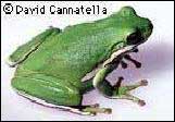 Green Treefrog; Copyright © 1999 David Cannatella.