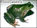 Pig Frog; Copyright © 1999 David Cannatella.