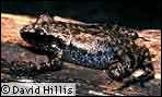 Rio Grande Chirping Frog; Copyright © 1999 David Hillis