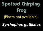 No photo or call for Spotted Chirping Frog is available.