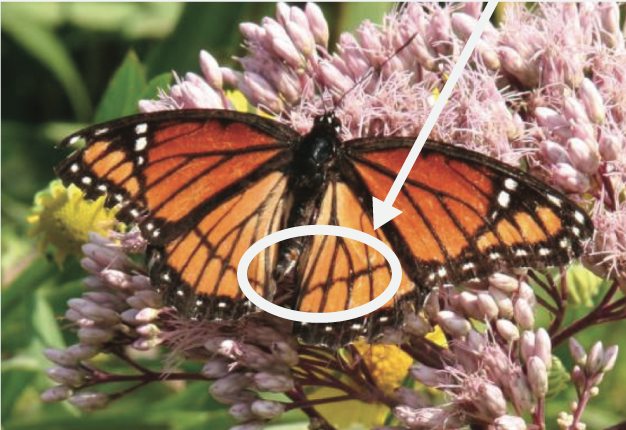 adult viceroy butterfly