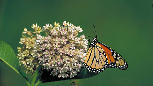  Monarch butterfly on a milkweed plant