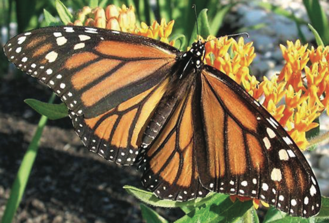 monarch butterfly