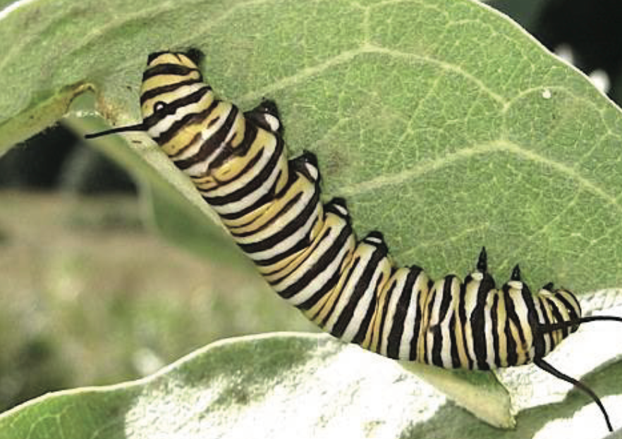 Monarch Butterfly Caterpillar Identification