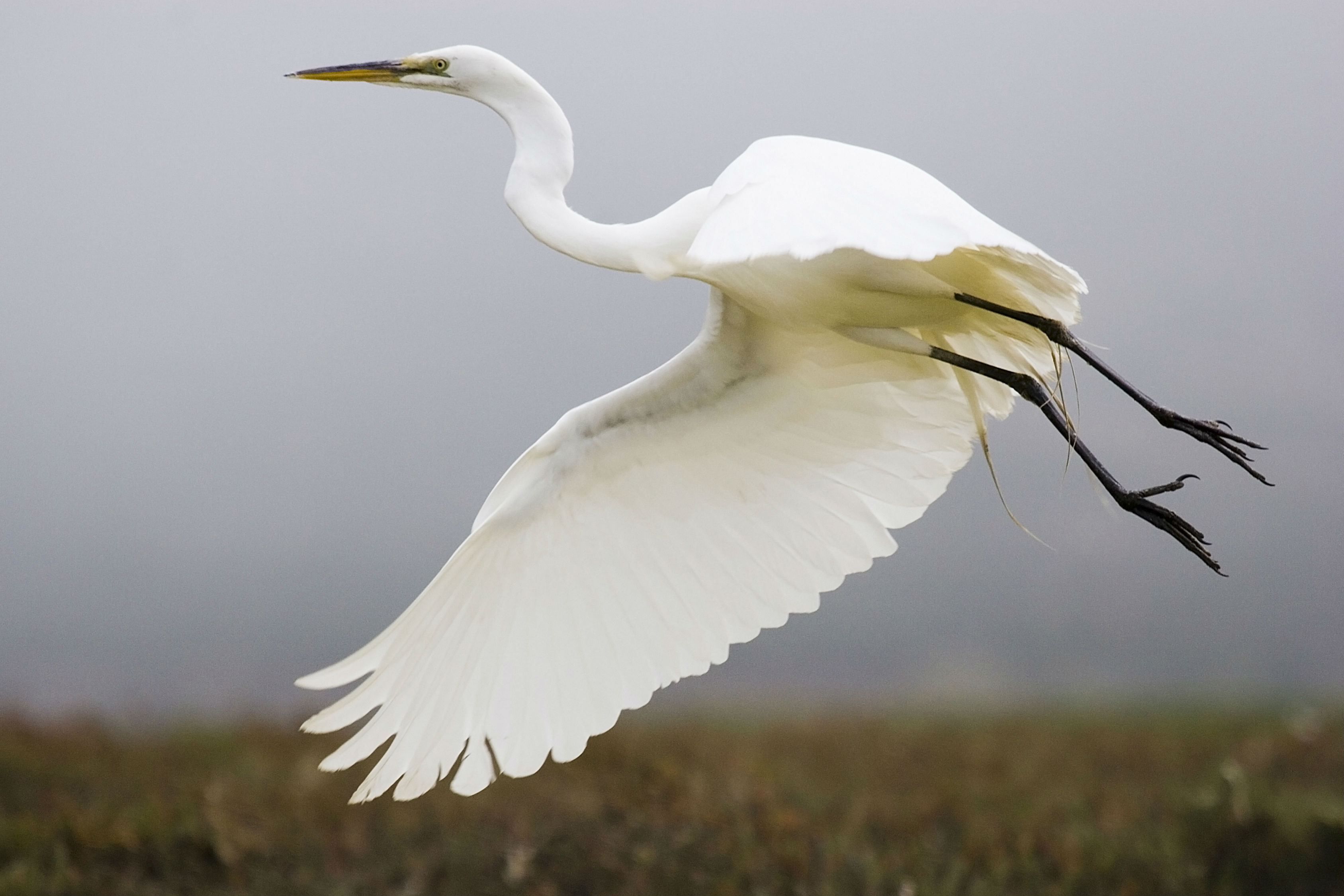 Flying White Crane Bird