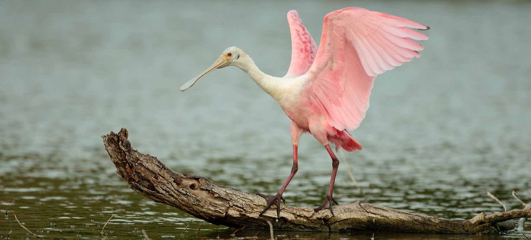 Lower Texas Coast - Great Texas Coastal Birding Trail — Texas Parks &  Wildlife Department