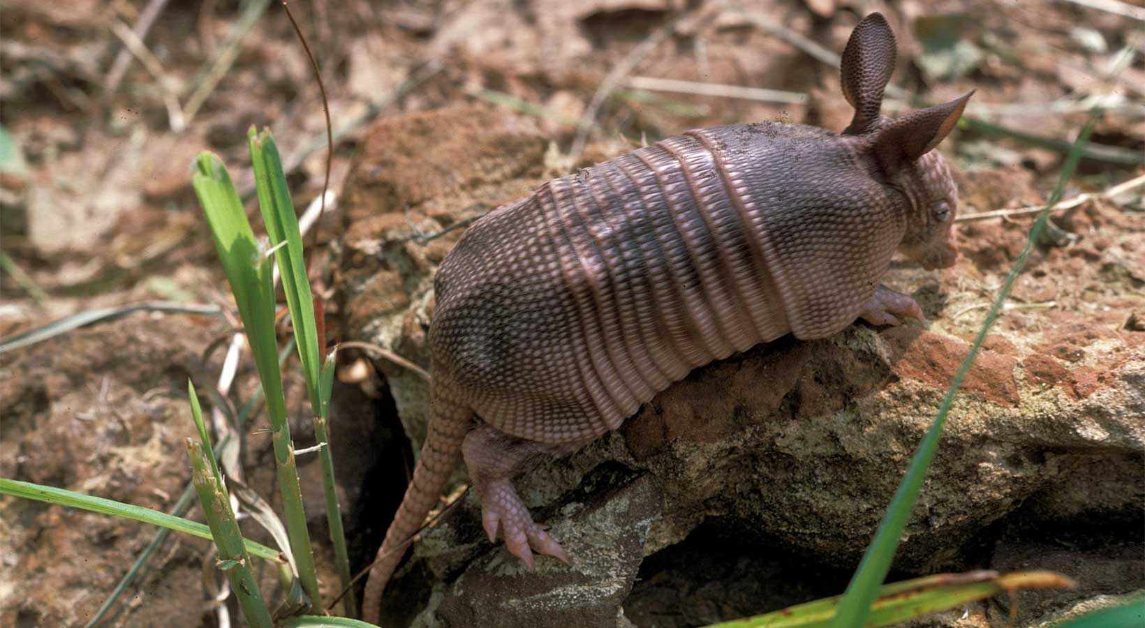 Armadillo