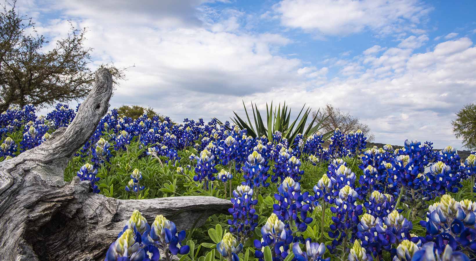 Capos Azules