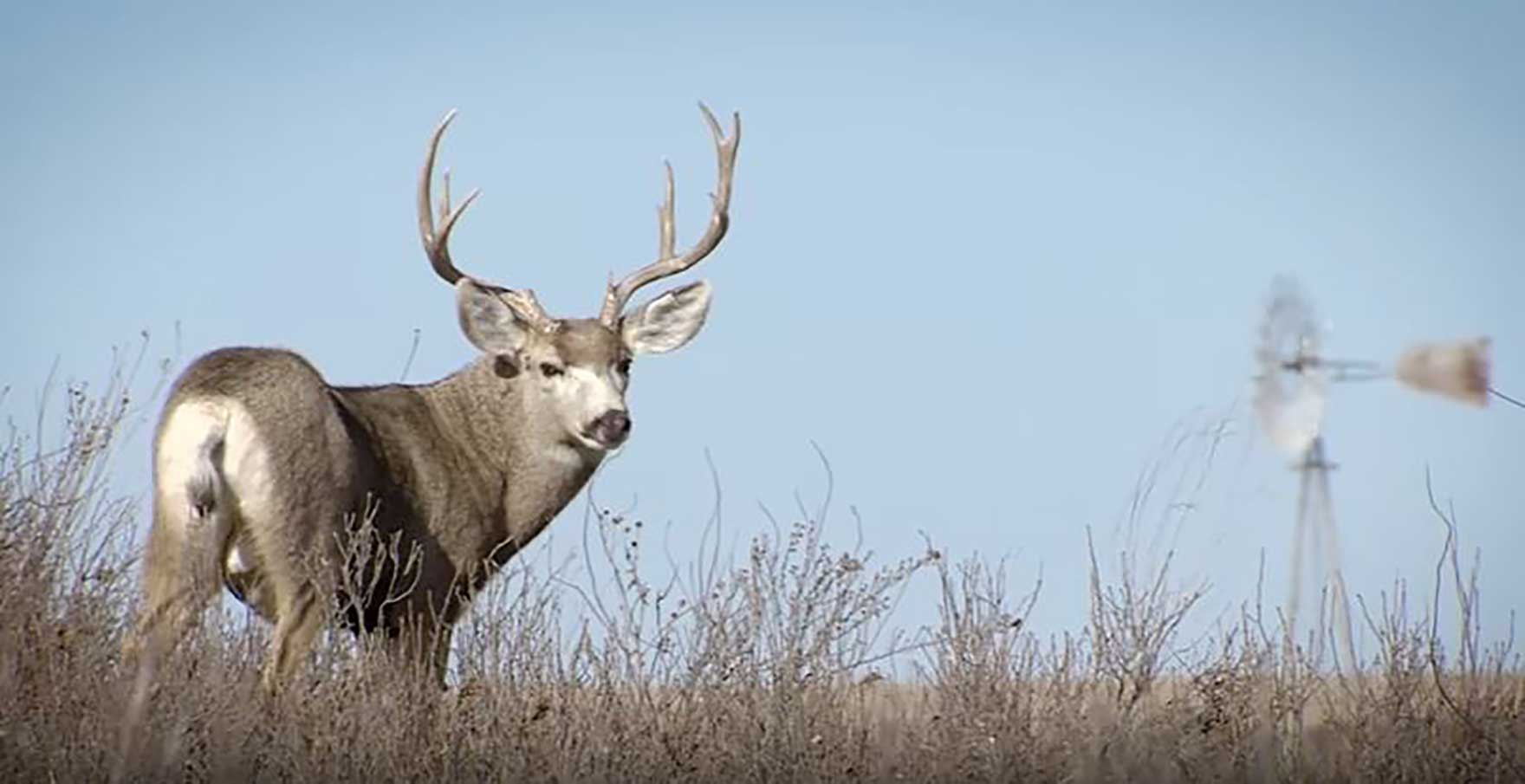 BTTH Muledeer video