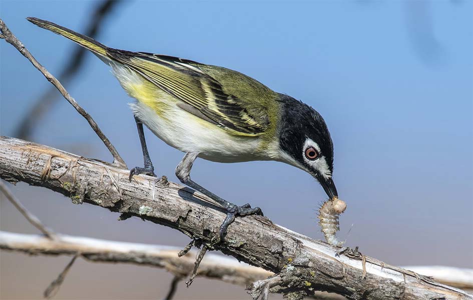 A black-capped vireo perched on a branch with blue sky in the background.