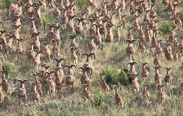 Herd of aoudad sheep