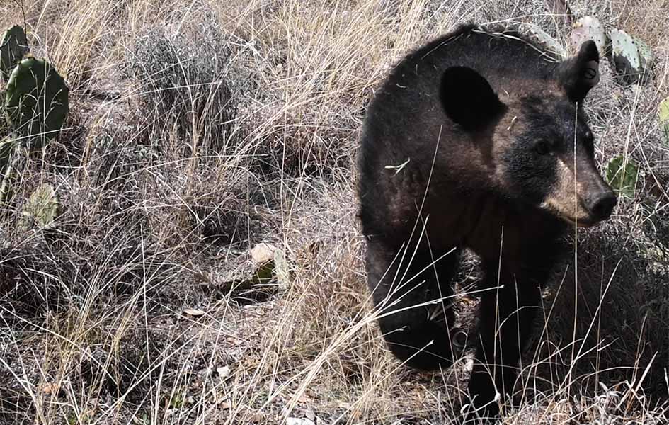 Bears Go Home, Camera Trap & Mountain Trail Builder