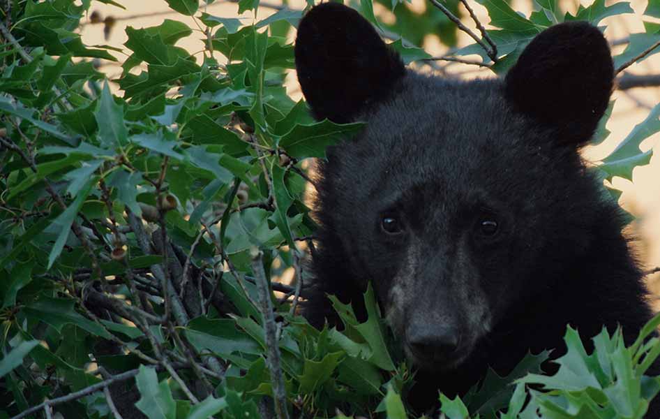 Black Bears, Seminole Canyon & Texas Bigfoot