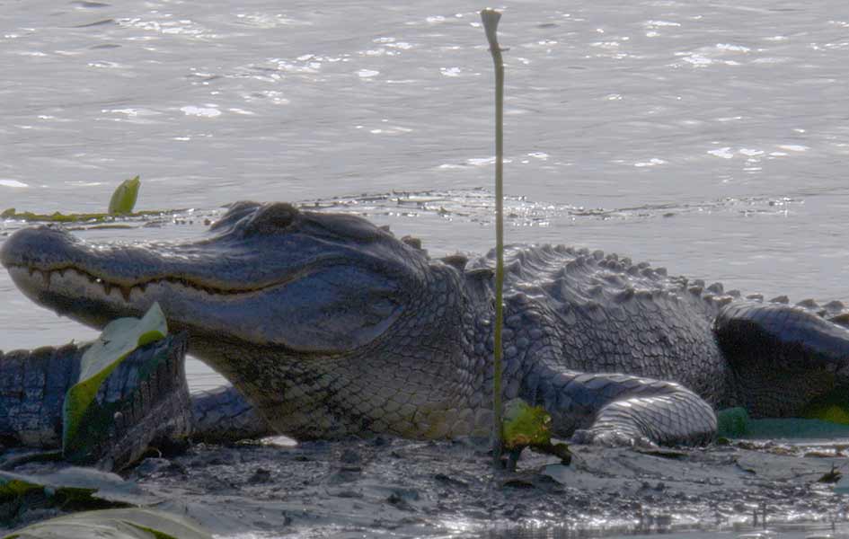 Gator Guardians, Hunting Las Palomas & Mattox Prairie