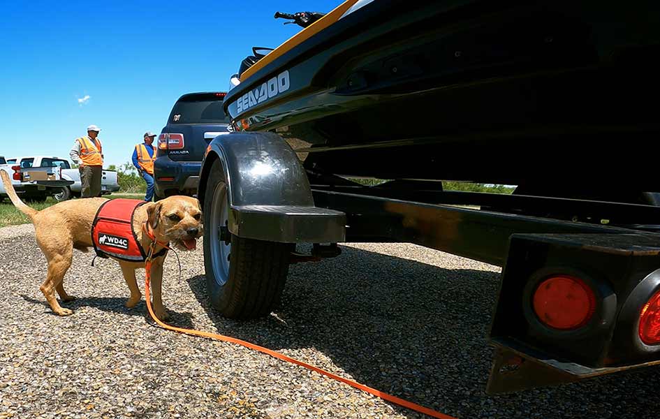 Conservation Dog Squad, Playa Protector, Jetty Fishing