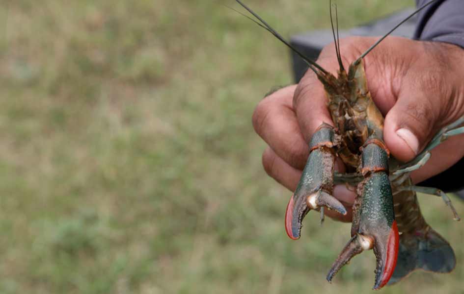 Crayfish Concerns, Mentored Fishing, Cooking Drum