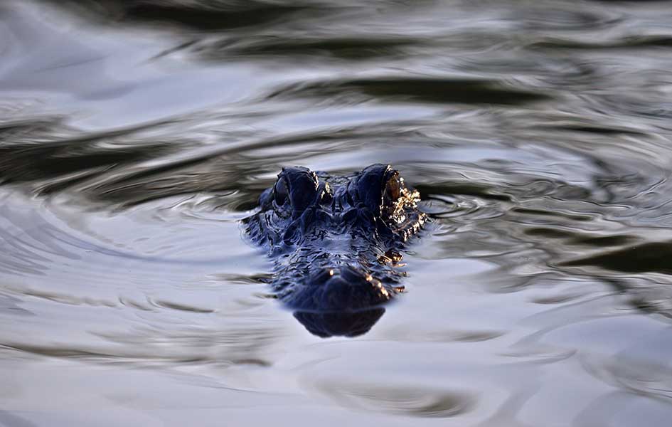 Alligator Tracking, Goliad Illumination, Habitat Barge