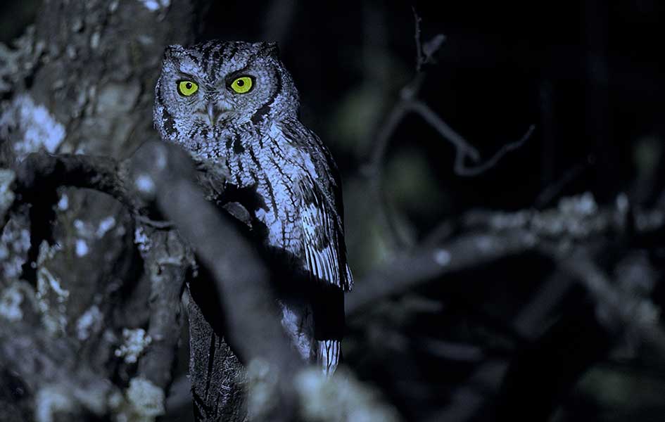 Talking to Owls, Biking Caprock Canyons, Birding Padre