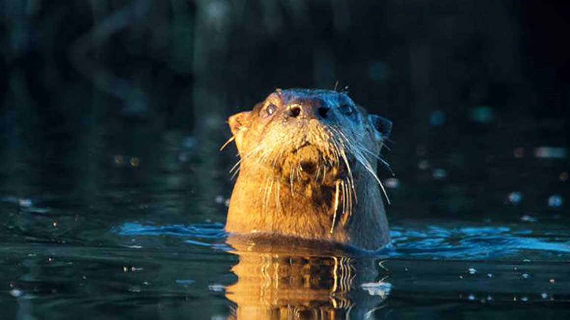 River Otter