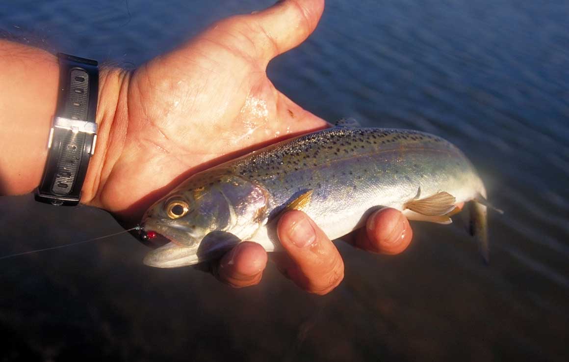 Rainbow Trout