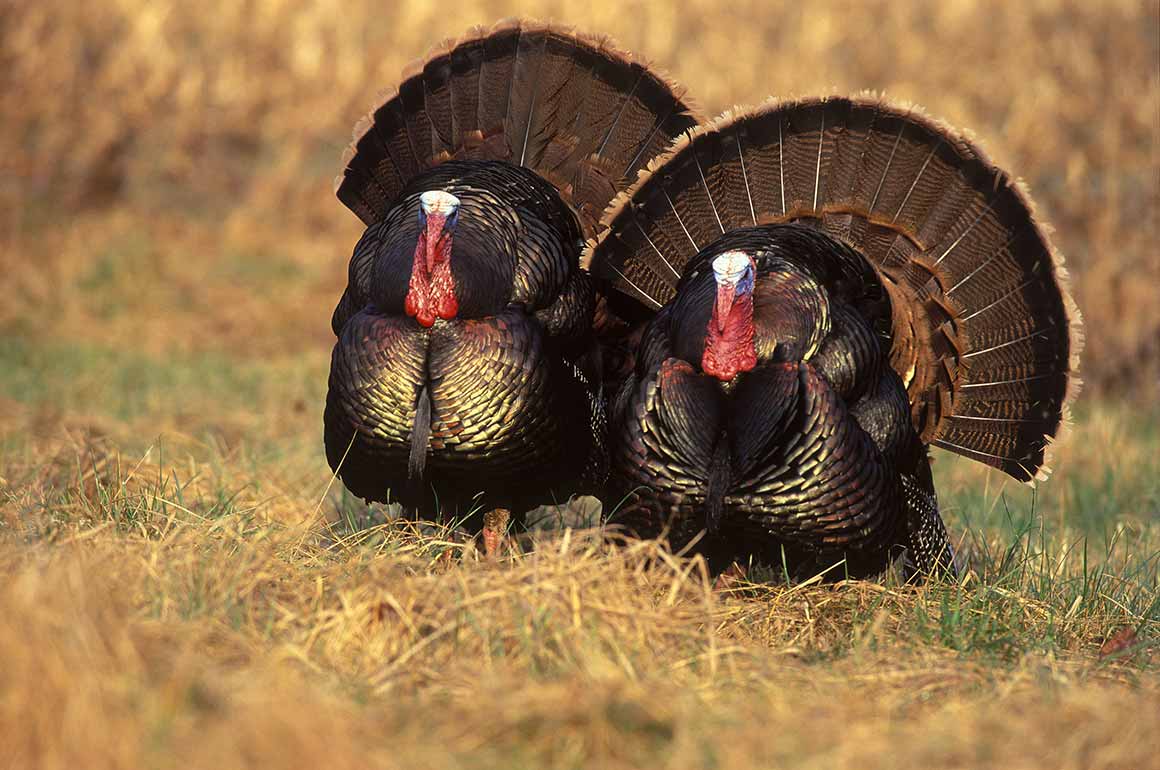 Wild turkeys
