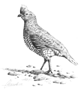 blue quail