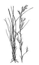 Bluestem Plant