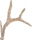 Whitetail Antler