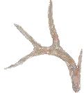 Whitetail Antler